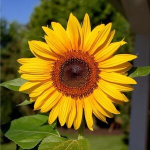 Held Item for Emily 2